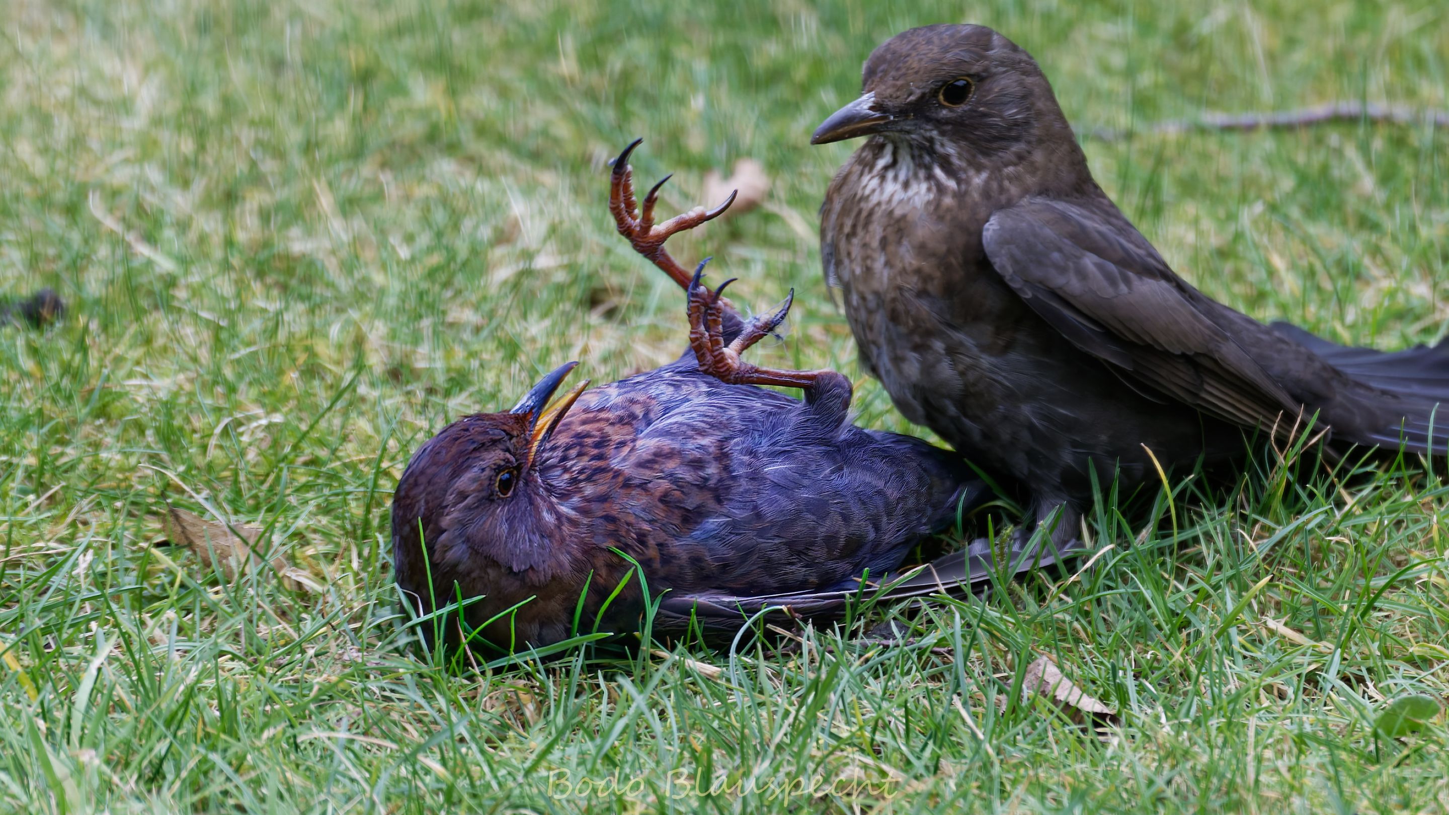 Amsel   Olfen   2021.01.15 11.33 06 HQ